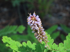 Amorpha herbacea