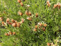Chamaerhodos altaica, photograph (c) avocat, some rights reserved (CC BY)
