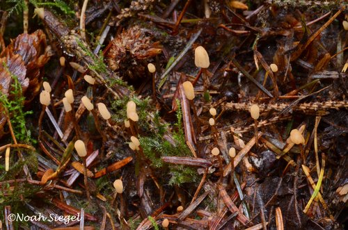 Heyderia abietis
