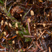 Heyderia abietis - Photo (c) noah_siegel, algunos derechos reservados (CC BY-NC-SA), subido por noah_siegel