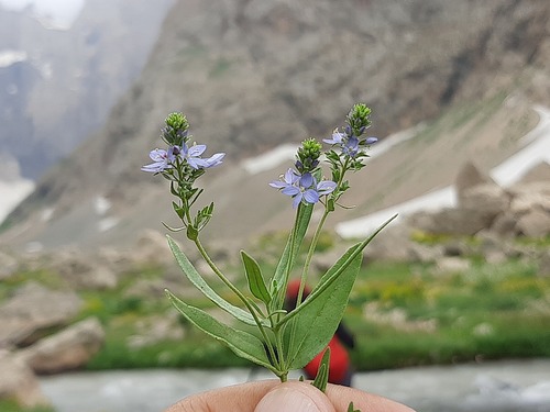 Veronica orientalis, photograph 3