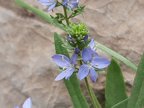 Veronica orientalis, photograph 5
