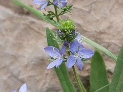 Veronica orientalis, photograph (c) Serdar Ölez, some rights reserved (CC BY-SA)
