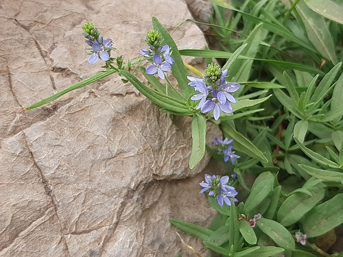 Veronica orientalis, photograph 4