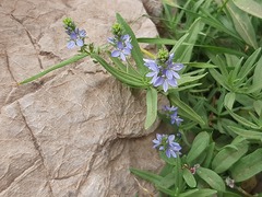 Veronica orientalis, photograph (c) Serdar Ölez, some rights reserved (CC BY-SA)