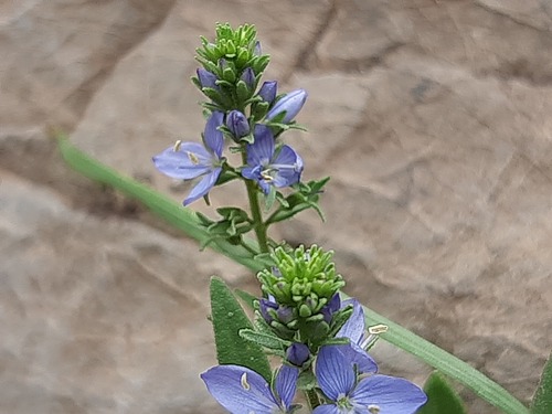 Veronica orientalis, photograph 6