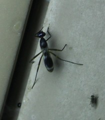 Taeniaptera trivittata
