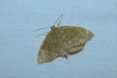Thalera pistasciaria