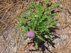 Cirsium repandum