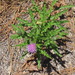 Sandhill Thistle - Photo (c) Tom Austin, some rights reserved (CC BY-NC), uploaded by Tom Austin