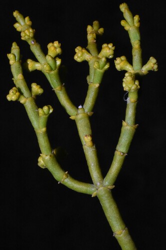 phoradendron juniperinum