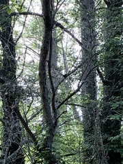 Thryomanes bewickii