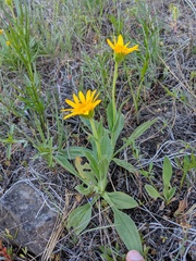 Arnica sororia