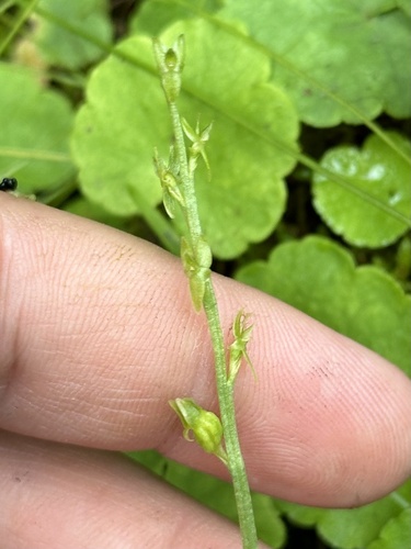 Image of Hammarbya paludosa by no rights reserved