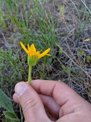 Arnica sororia