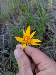 Arnica sororia