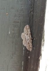 Iridopsis vellivolata