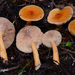 Lactarius luculentus laetus - Photo (c) noah_siegel, some rights reserved (CC BY-NC-SA), uploaded by noah_siegel
