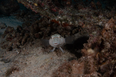 Parapercis hexophtalma