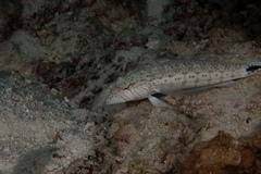 Parapercis hexophtalma