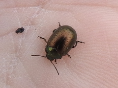 Chrysolina hyperici