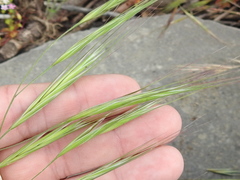 Bromus sterilis