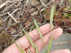 Bromus sterilis