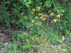 Sarracenia purpurea venosa