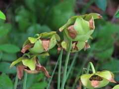 Sarracenia purpurea venosa