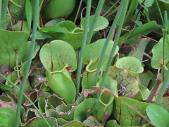 Sarracenia purpurea venosa