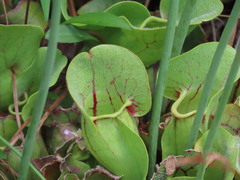 Sarracenia purpurea venosa