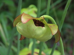 Sarracenia purpurea venosa
