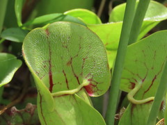 Sarracenia purpurea venosa