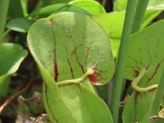 Sarracenia purpurea venosa