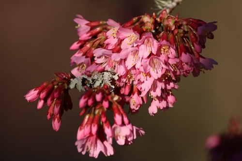 Image of Prunus campanulata by (c) Julia Palmer, some rights reserved (CC BY)
