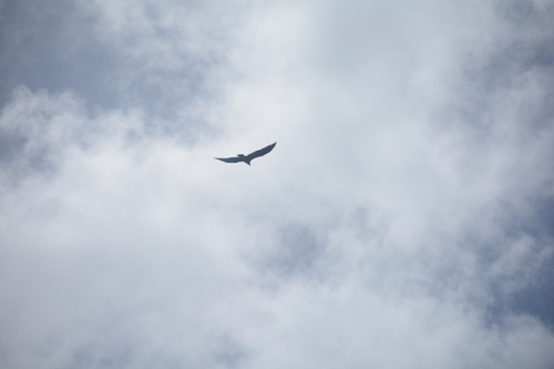 Turkey Vulture