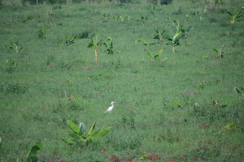 Western Cattle-Egret