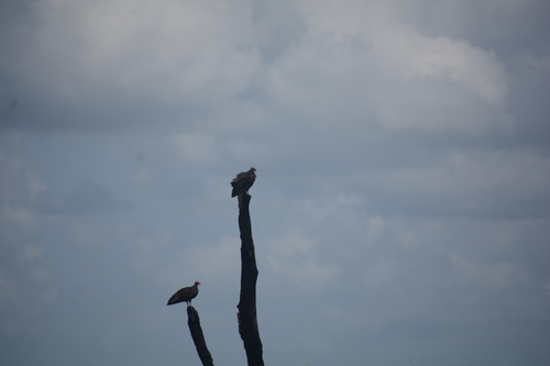 Turkey Vulture