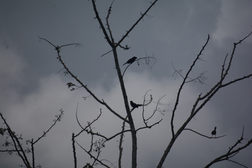 Smooth-billed Ani