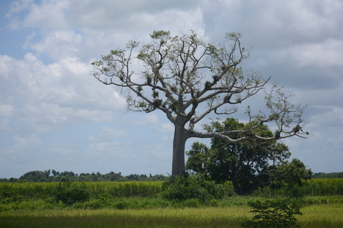 Kapok Tree
