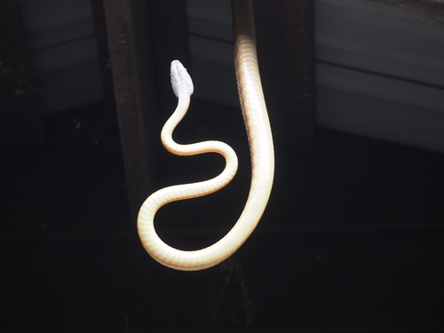 Brown Tree Snake sighting