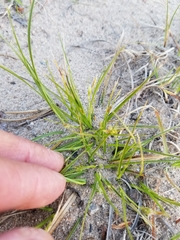 Carex tonsa rugosperma