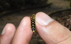 Placosternus guttatus