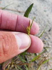 Carex tonsa rugosperma