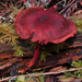 Cortinarius neosanguineus - Photo (c) noah_siegel, some rights reserved (CC BY-NC-SA), uploaded by noah_siegel