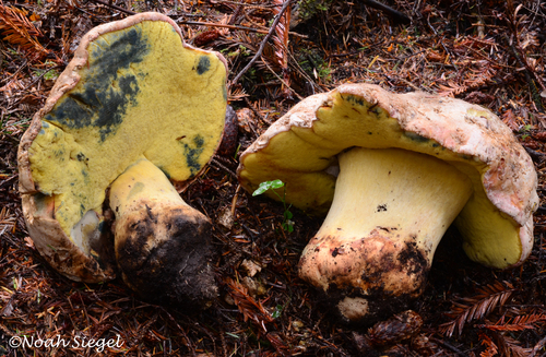 Butyriboletus abieticola