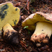 Mountain Butter Bolete - Photo (c) noah_siegel, some rights reserved (CC BY-NC-SA), uploaded by noah_siegel