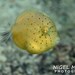 Puffer Filefish - Photo (c) Nigel Marsh, some rights reserved (CC BY-NC), uploaded by Nigel Marsh
