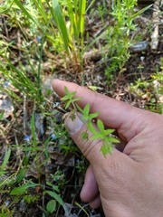 Nemophila breviflora