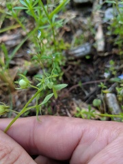 Nemophila breviflora